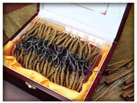 湟中冬虫夏草回收